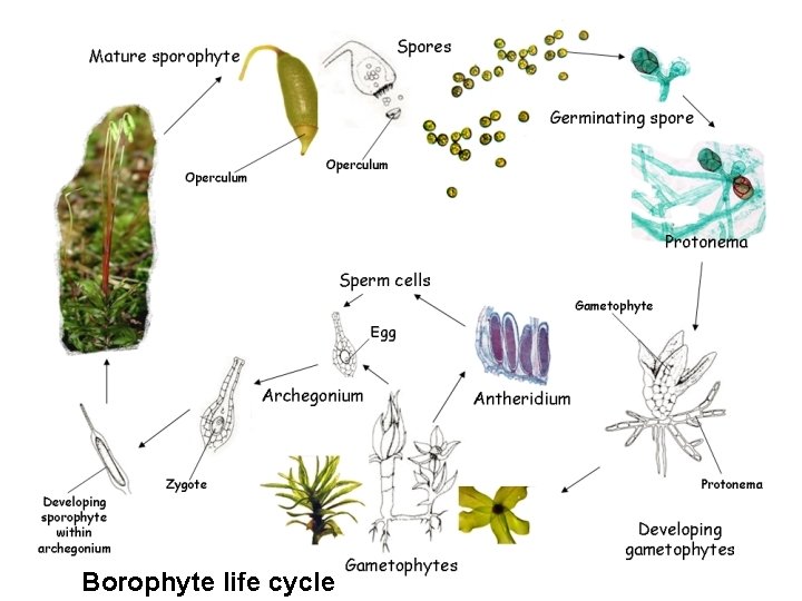 Borophyte life cycle 