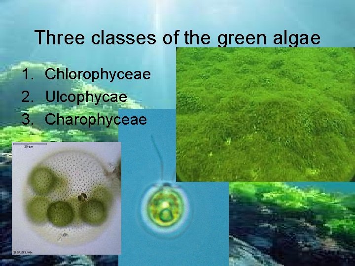 Three classes of the green algae 1. Chlorophyceae 2. Ulcophycae 3. Charophyceae 