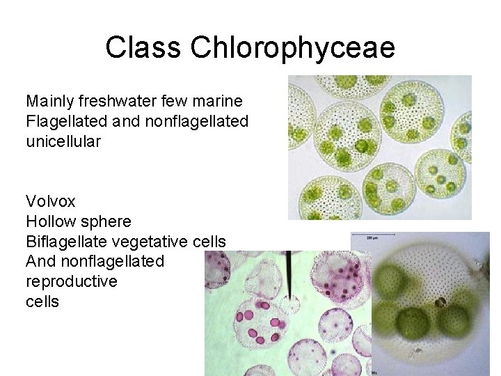 Class Chlorophyceae Mainly freshwater few marine Flagellated and nonflagellated unicellular Volvox Hollow sphere Biflagellate