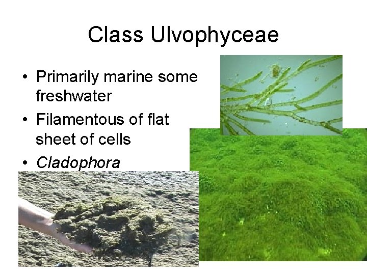 Class Ulvophyceae • Primarily marine some freshwater • Filamentous of flat sheet of cells