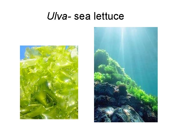 Ulva- sea lettuce 
