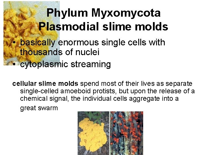 Phylum Myxomycota Plasmodial slime molds • basically enormous single cells with thousands of nuclei