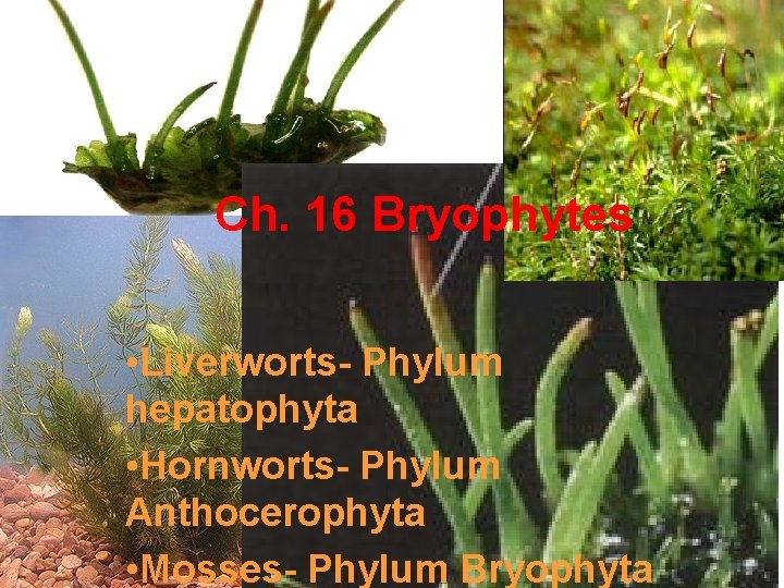 Ch. 16 Bryophytes • Liverworts- Phylum hepatophyta • Hornworts- Phylum Anthocerophyta • Mosses- Phylum
