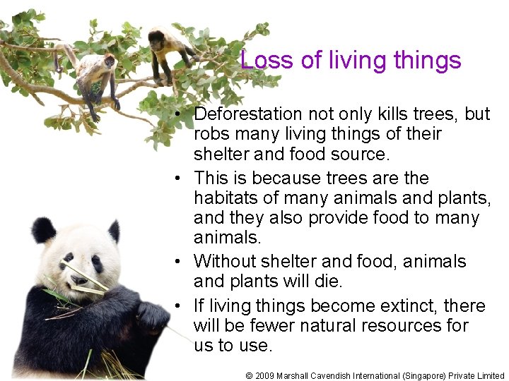 Loss of living things • Deforestation not only kills trees, but robs many living