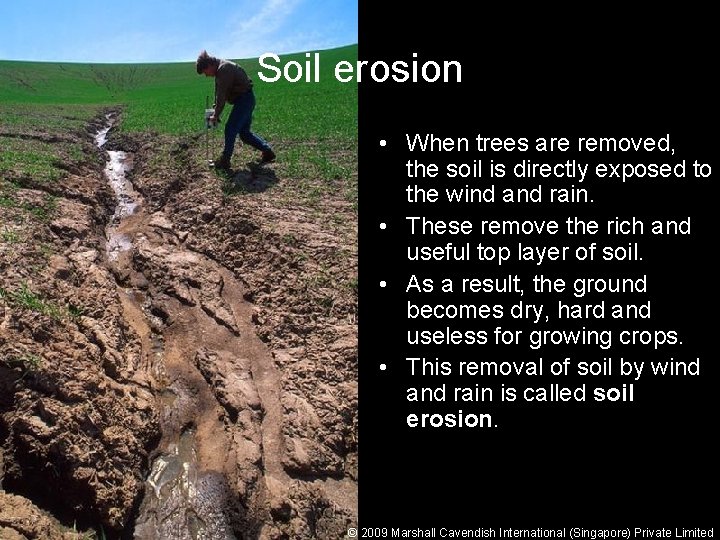 Soil erosion • When trees are removed, the soil is directly exposed to the