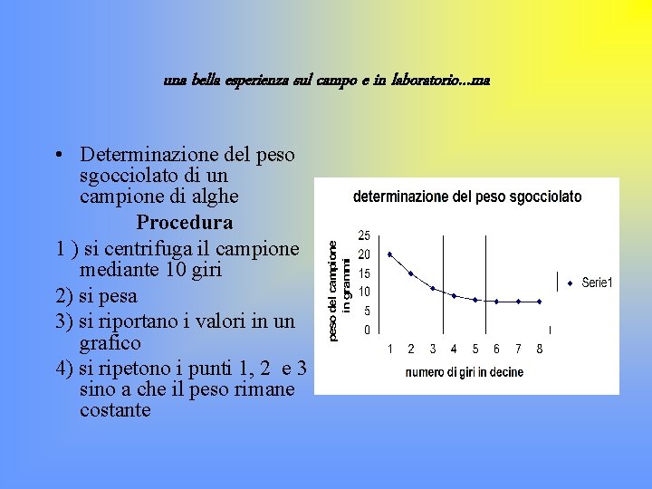 una bella esperienza sul campo e in laboratorio…ma • Determinazione del peso sgocciolato di