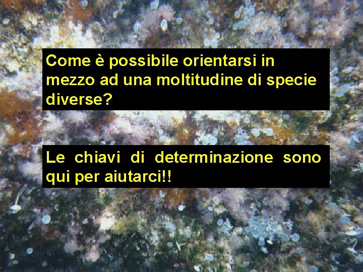 Come è possibile orientarsi in mezzo ad una moltitudine di specie diverse? Le chiavi