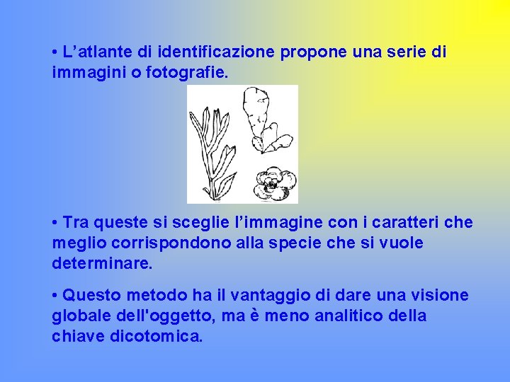  • L’atlante di identificazione propone una serie di immagini o fotografie. • Tra