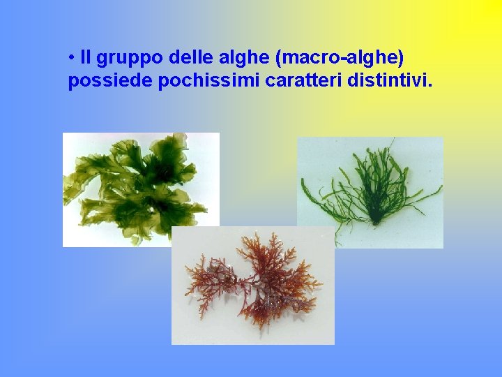  • Il gruppo delle alghe (macro-alghe) possiede pochissimi caratteri distintivi. 