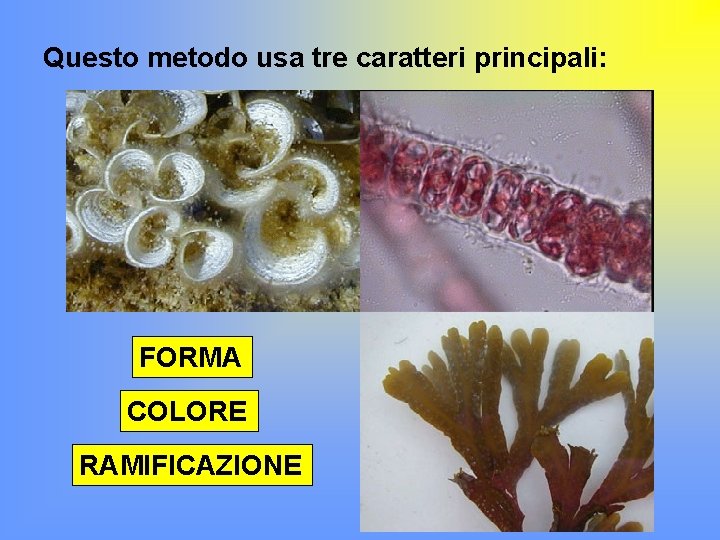 Questo metodo usa tre caratteri principali: FORMA COLORE RAMIFICAZIONE 