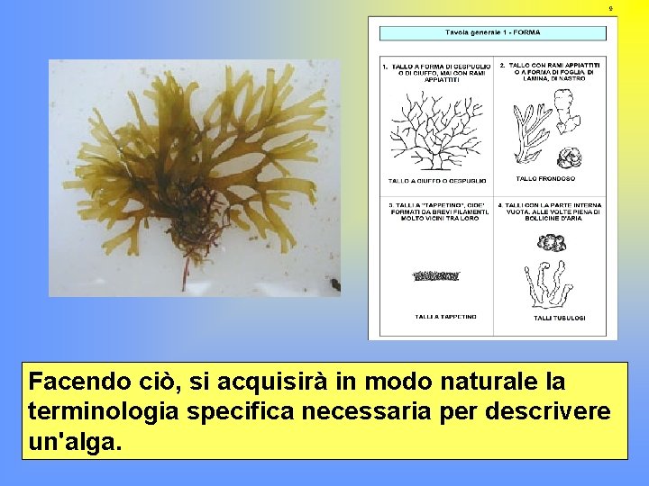 Facendo ciò, si acquisirà in modo naturale la terminologia specifica necessaria per descrivere un'alga.