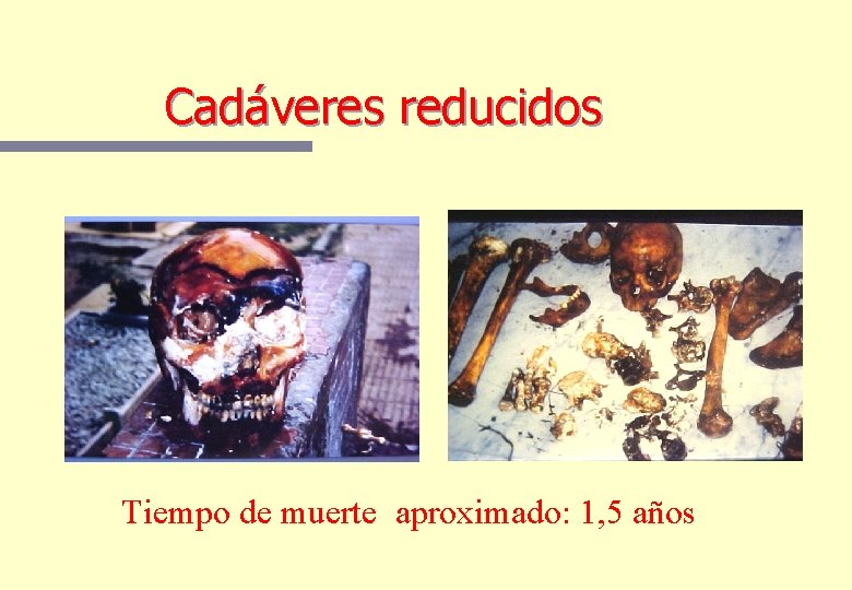 Cadáveres reducidos Tiempo de muerte aproximado: 1, 5 años Cadáveres reducidos Tiempo de muerte aproximado: 1, 5 años