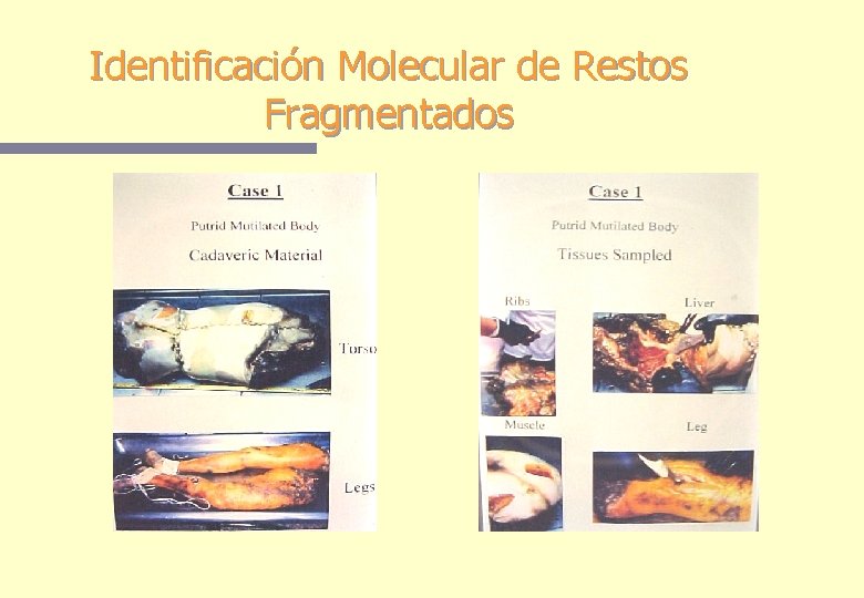 Identificación Molecular de Restos Fragmentados Identificación Molecular de Restos Fragmentados