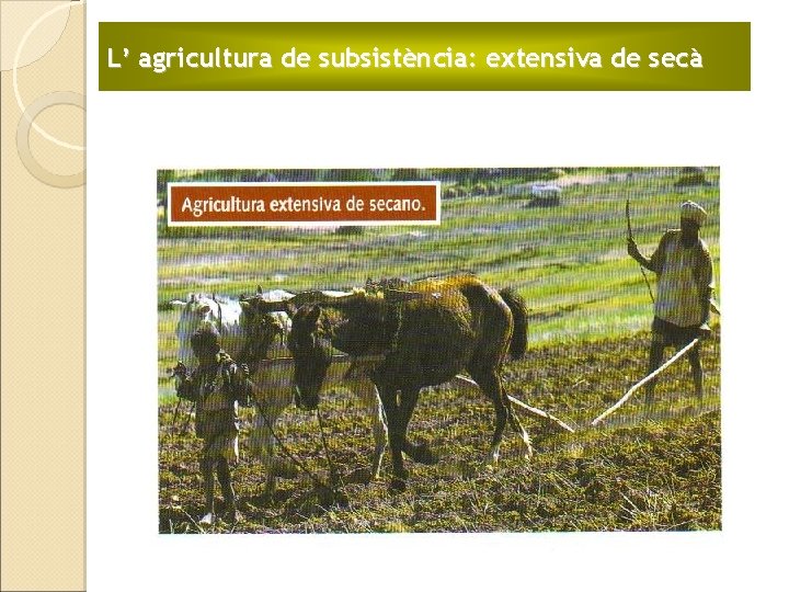 L’ agricultura de subsistència: extensiva de secà 