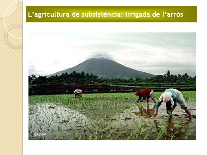 L’agricultura de subsistència: irrigada de l’arròs 