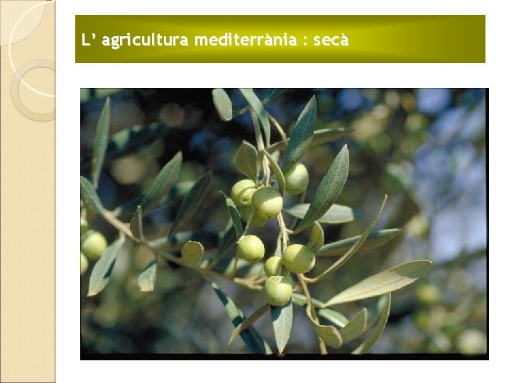 L’ agricultura mediterrània : secà 