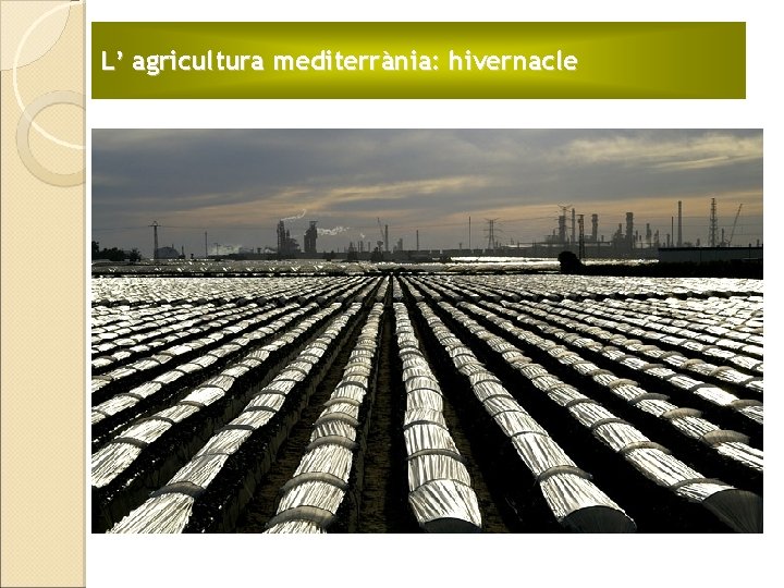 L’ agricultura mediterrània: hivernacle 