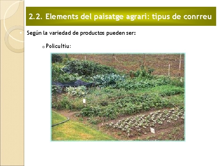 2. 2. Elements del paisatge agrari: tipus de conrreu § Según la variedad de