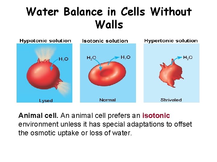 Water Balance in Cells Without Walls Animal cell. An animal cell prefers an isotonic