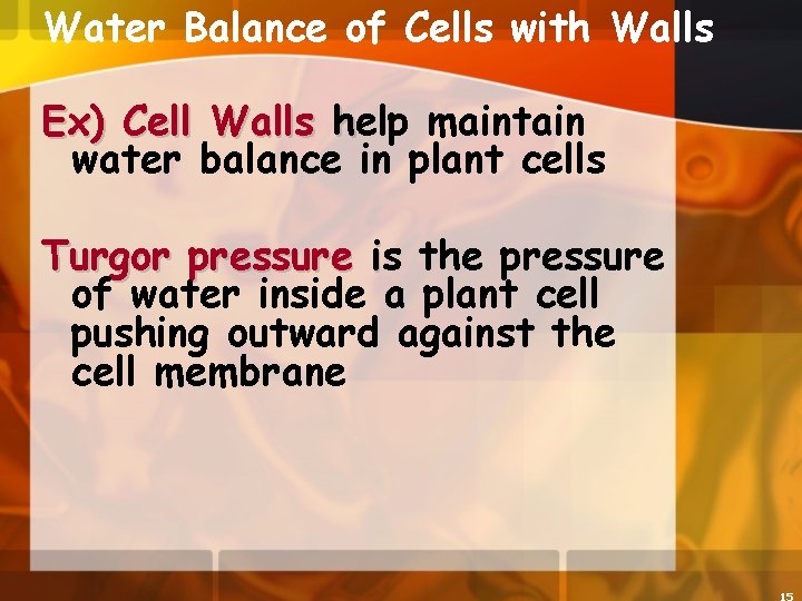 Water Balance of Cells with Walls Ex) Cell Walls help maintain water balance in