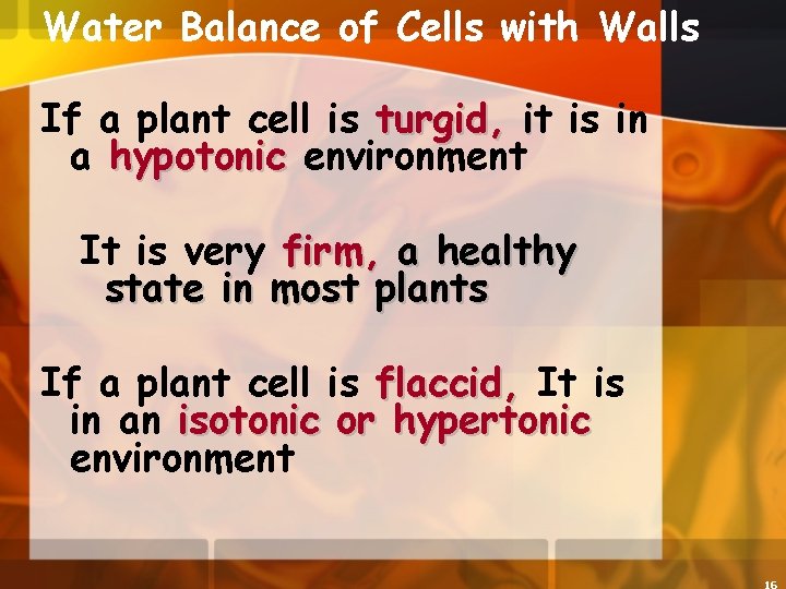 Water Balance of Cells with Walls If a plant cell is turgid, it is