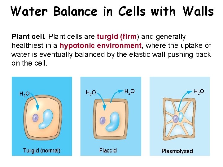 Water Balance in Cells with Walls Plant cells are turgid (firm) turgid (firm and