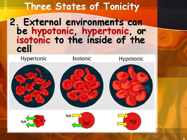Three States of Tonicity 2. External environments can be hypotonic, hypertonic, or isotonic to