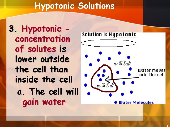 Hypotonic Solutions 3. Hypotonic concentration of solutes is lower outside the cell than inside