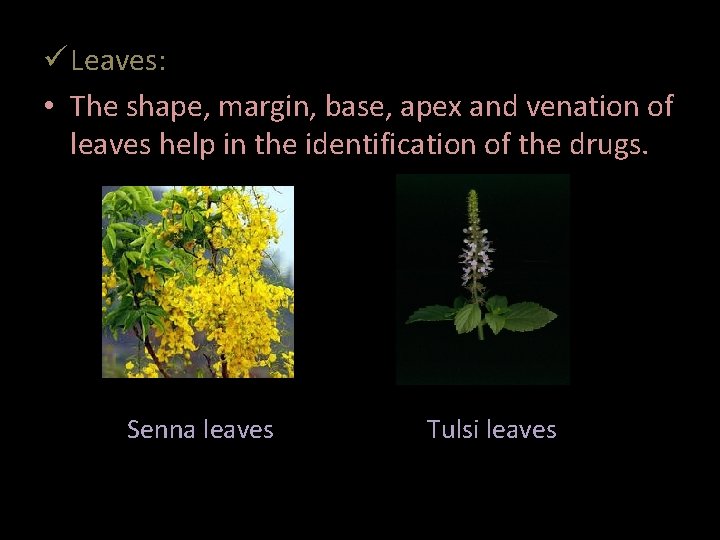  Leaves: • The shape, margin, base, apex and venation of leaves help in