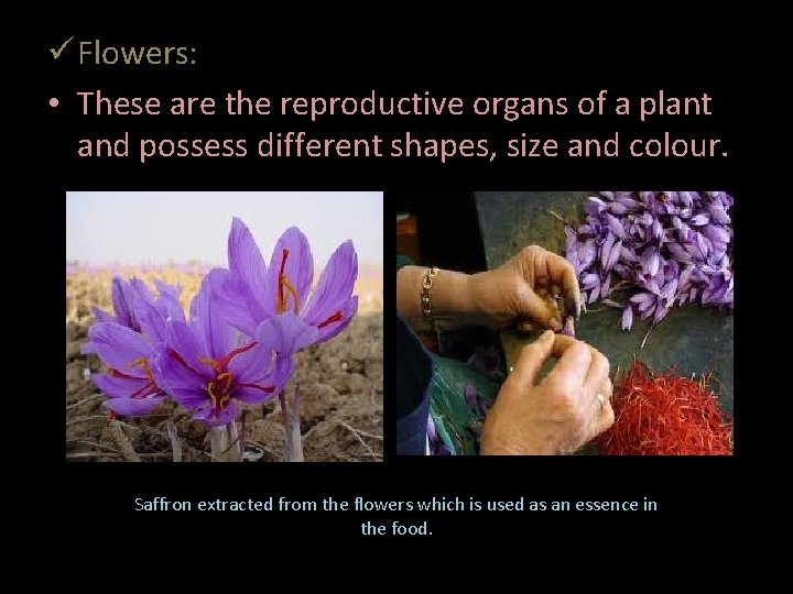  Flowers: • These are the reproductive organs of a plant and possess different