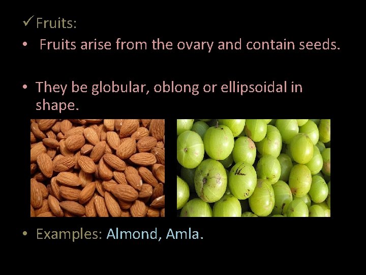  Fruits: • Fruits arise from the ovary and contain seeds. • They be