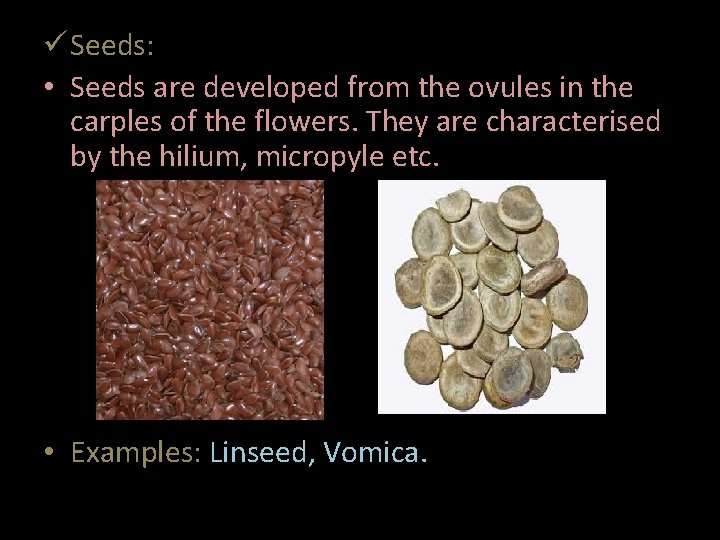  Seeds: • Seeds are developed from the ovules in the carples of the