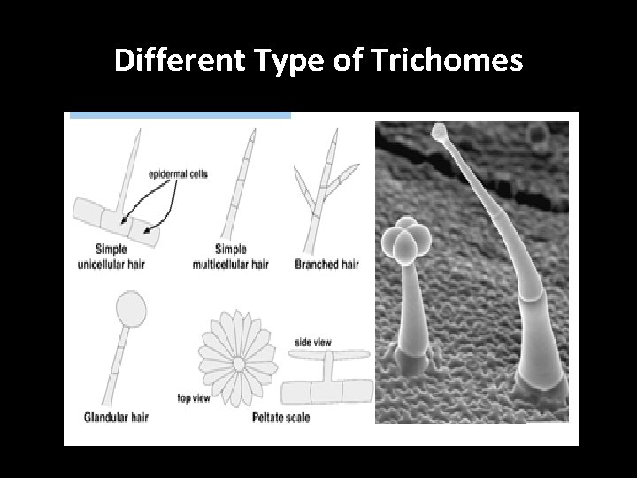  Different Type of Trichomes 
