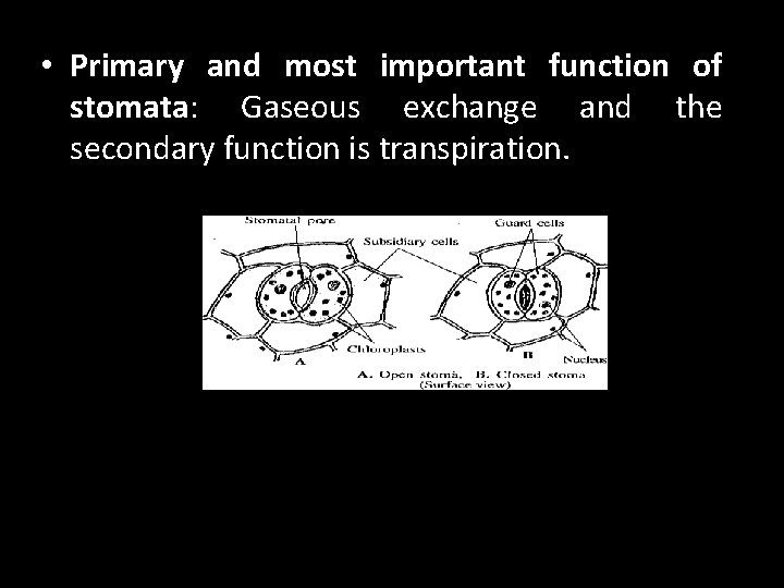  • Primary and most important function of stomata: Gaseous exchange and the secondary