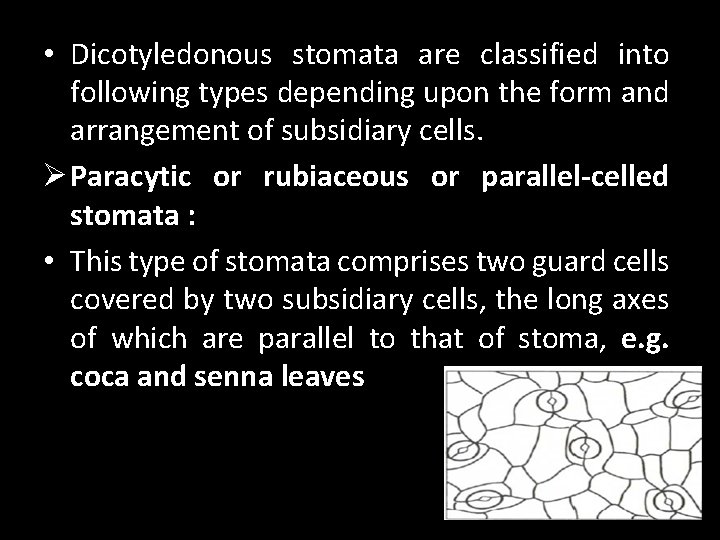  • Dicotyledonous stomata are classified into following types depending upon the form and