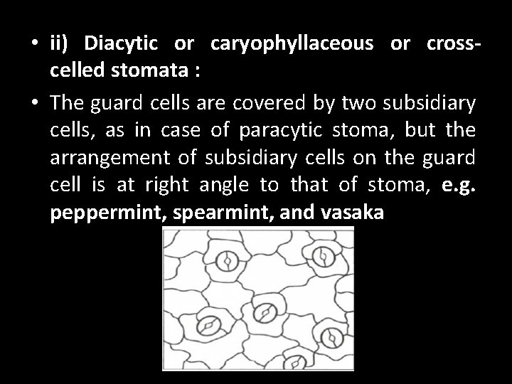  • ii) Diacytic or caryophyllaceous or crosscelled stomata : • The guard cells