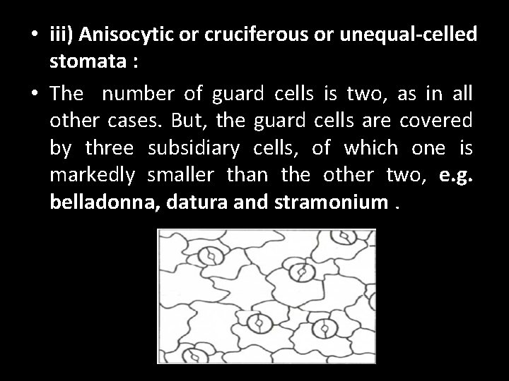  • iii) Anisocytic or cruciferous or unequal-celled stomata : • The number of