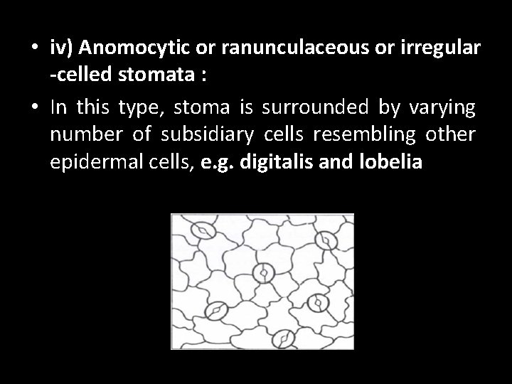  • iv) Anomocytic or ranunculaceous or irregular -celled stomata : • In this