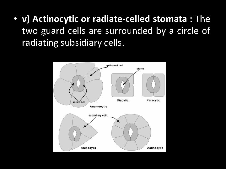  • v) Actinocytic or radiate-celled stomata : The two guard cells are surrounded