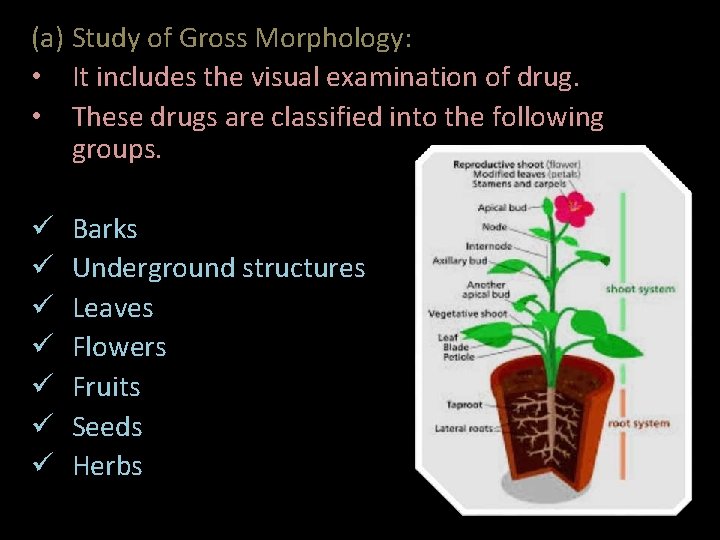 (a) Study of Gross Morphology: • It includes the visual examination of drug. •