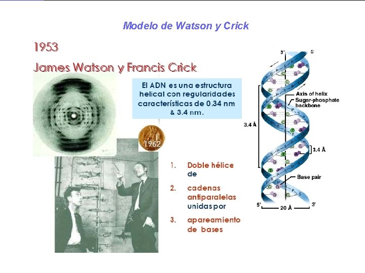 Modelo de Watson y Crick 