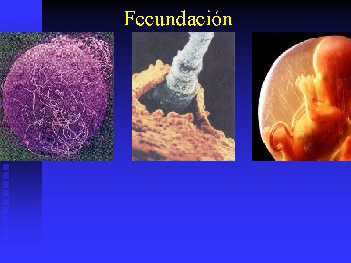 Fecundación 