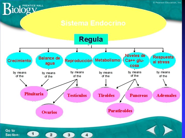 Sistema Endocrino Regula Crecimiento Balance de agua Pituitaria Ovarios Reproducción Metabolismo Testículos Tiroides Niveles