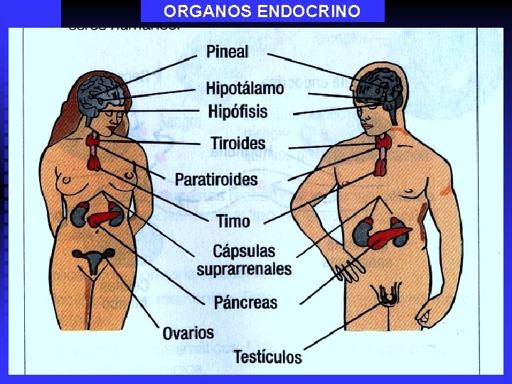 ORGANOS ENDOCRINO 