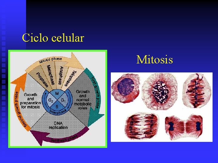 Ciclo celular Mitosis 