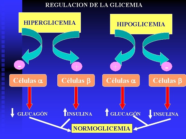 REGULACION DE LA GLICEMIA HIPERGLICEMIA Células a GLUCAGÓN + Células b INSULINA HIPOGLICEMIA +