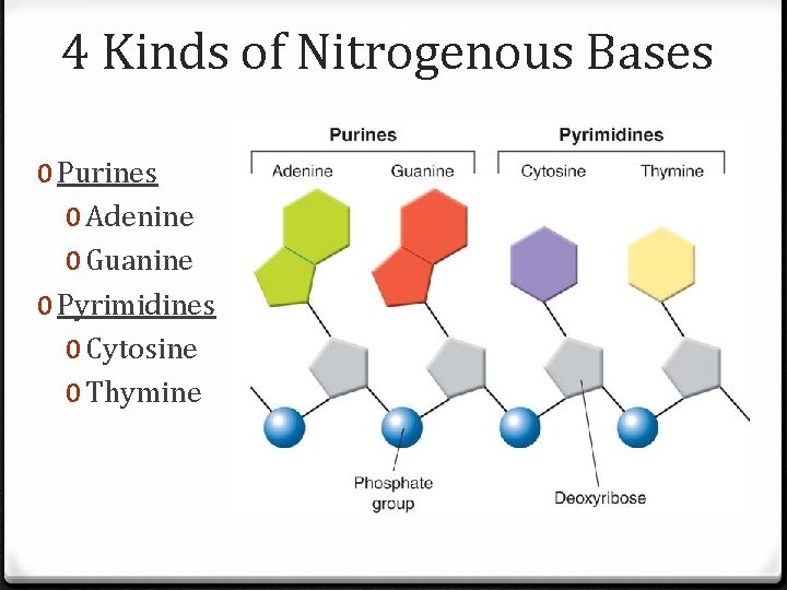 4 Kinds of Nitrogenous Bases 0 Purines 0 Adenine 0 Guanine 0 Pyrimidines 0