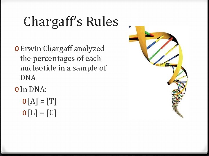 Chargaff’s Rules 0 Erwin Chargaff analyzed the percentages of each nucleotide in a sample
