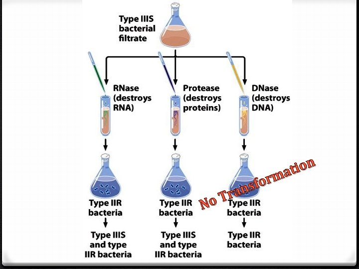 No n o i t a m or f s n a r T
