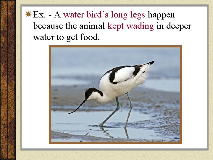 Ex. - A water bird’s long legs happen because the animal kept wading in